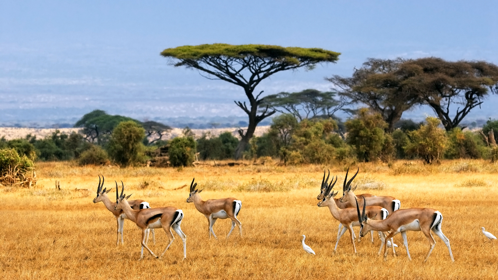 Wildlife in Tarangire National Park